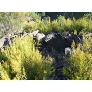 Pinofranqueado 1: dolmen de La Cancharra de Sauceda (vista A)